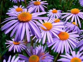 ASTER's CZ Boost: What Sparked the Surge